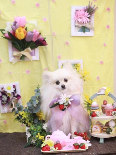 20230311るるくん